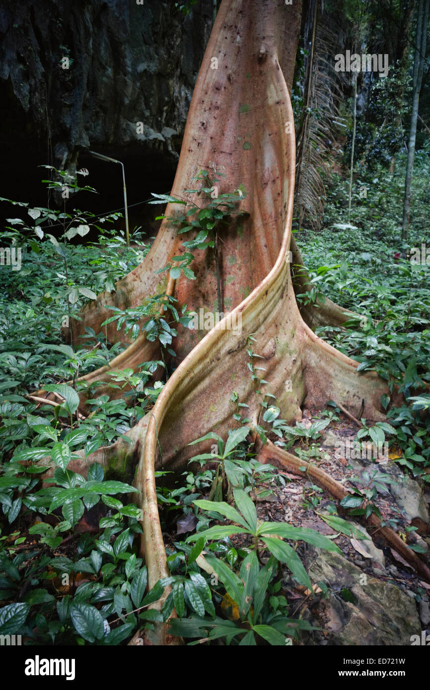 Fig Tree tronc et racines dans la forêt tropicale, le Parc National de Mu Koh Lanta, Thaïlande, Asie du sud-est. Banque D'Images