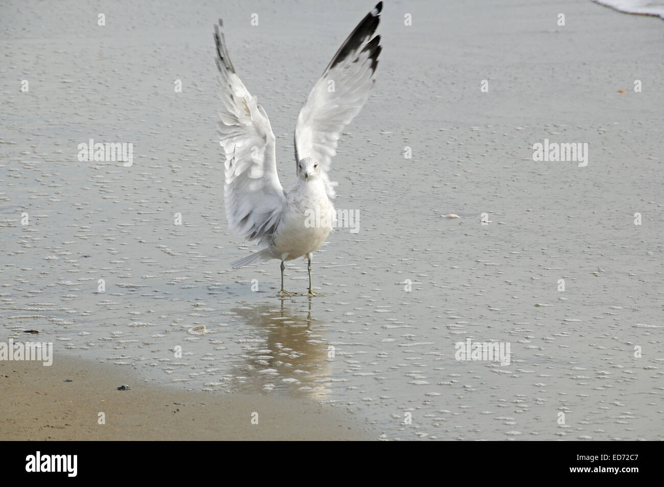 Belle sea gull landing on beach Banque D'Images