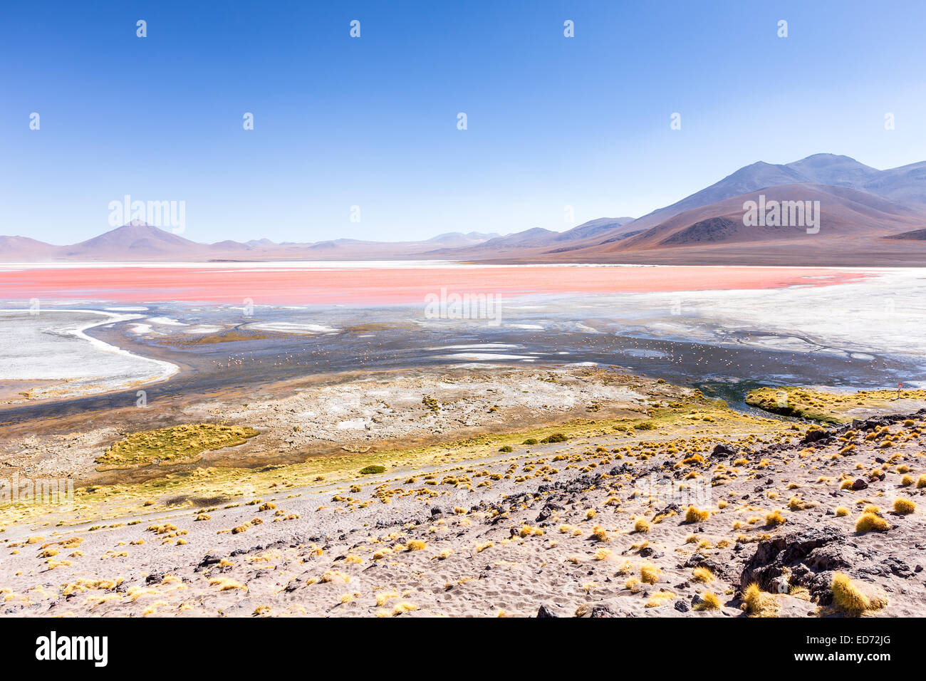 La Laguna Colorada, Altiplano, Bolivie, Amérique du Sud Banque D'Images