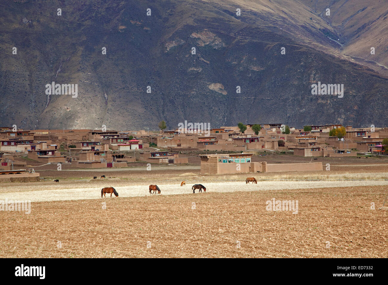 Village rural avec les chevaux entre les Zhuqing et Ganzi dans l'himalaya le long de la route Sichuan-Tibet, province du Sichuan, Chine Banque D'Images