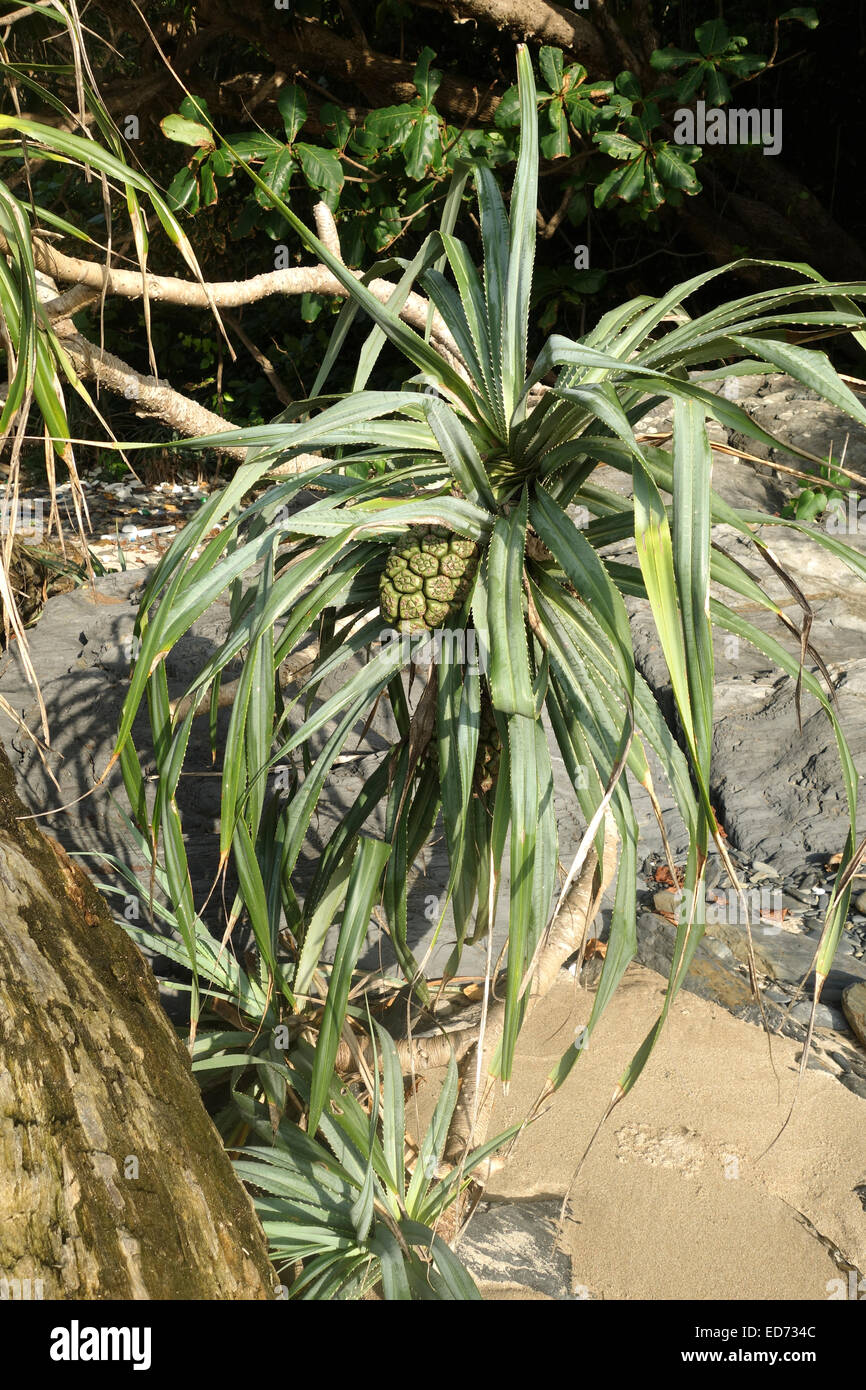 Pine Tree Pandanus ou vis avec des fruits, de Koh Lanta, Thaïlande, Asie du sud-est. Banque D'Images