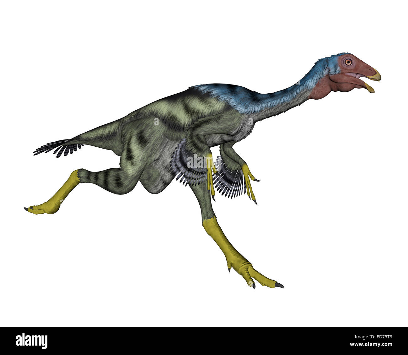 Dinosaure Caudipteryx tournant, fond blanc. Banque D'Images