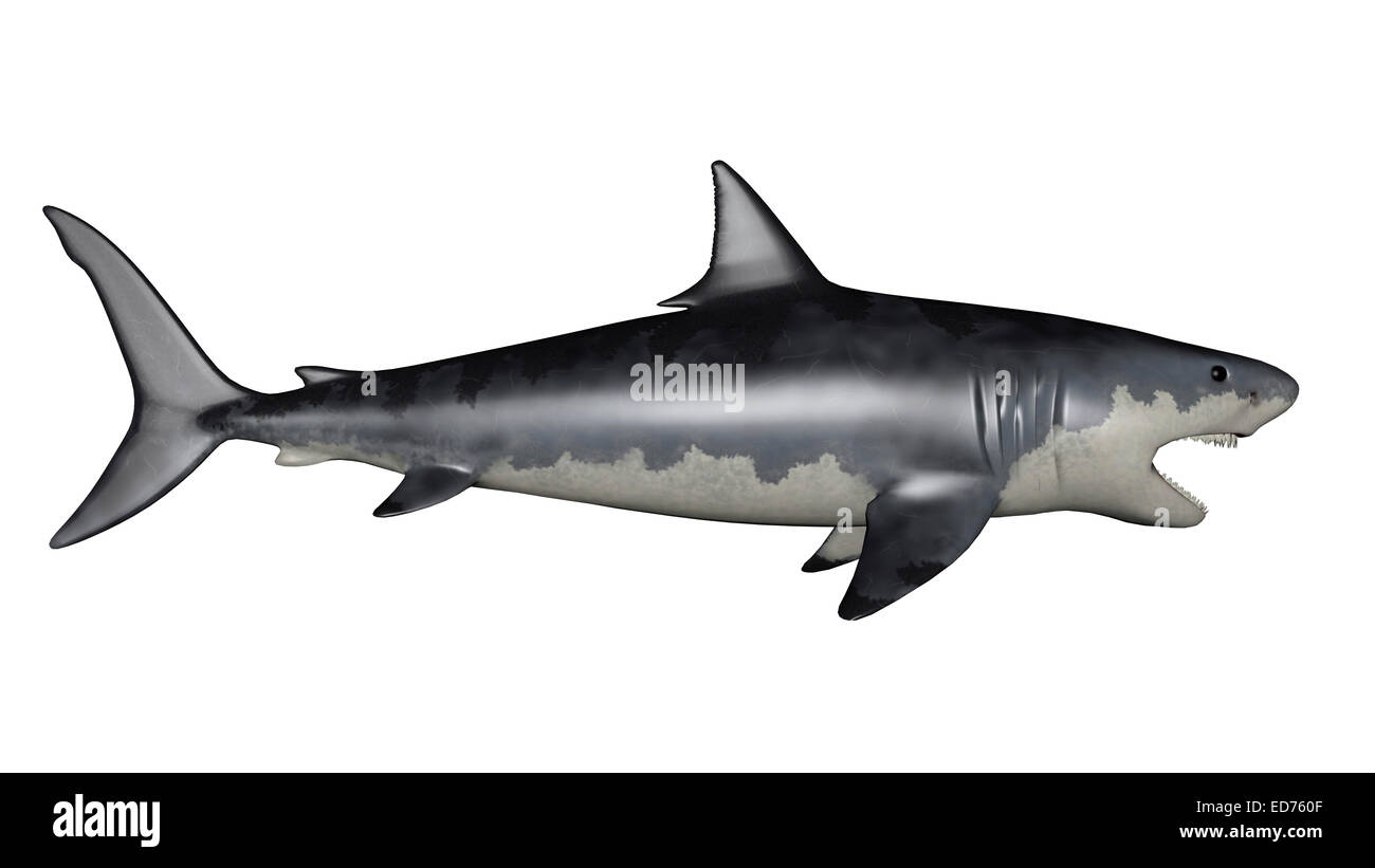 Megaloblackshark Requin Monstre Une Combinaison D'adn D'un Requin Blanc Et  Du Mégalodon Préhistorique