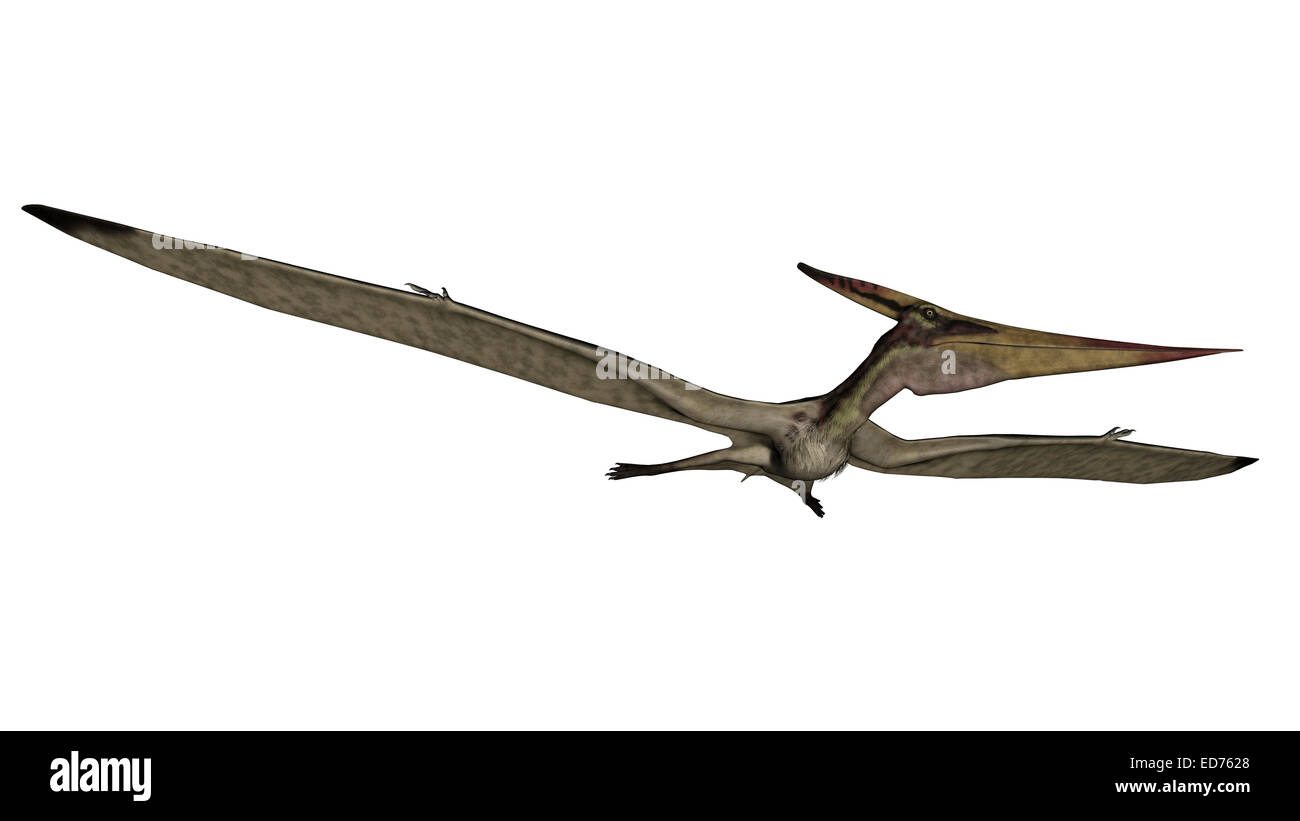 Pteranodon reptile volant, fond blanc. Banque D'Images