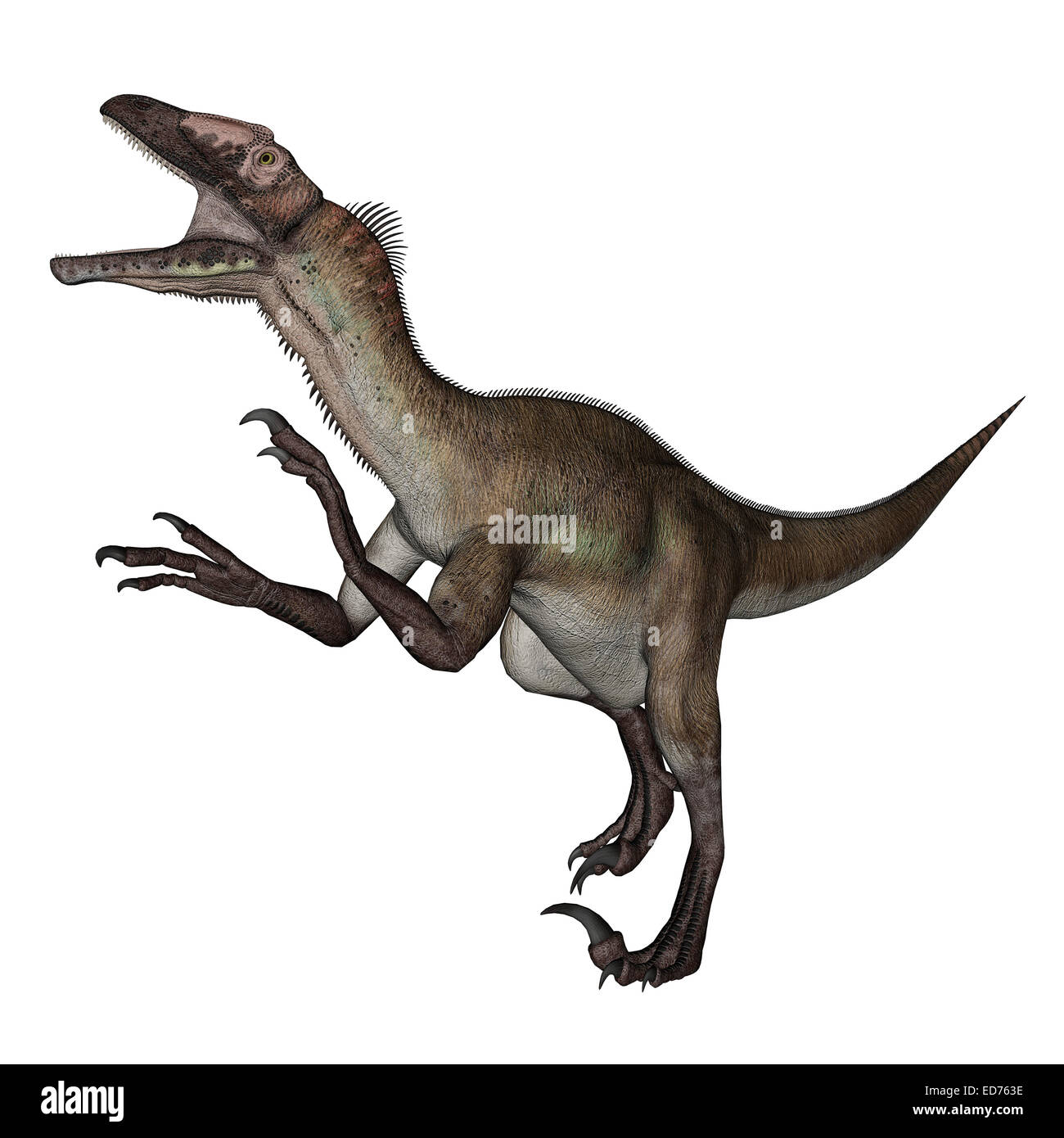 Dinosaures Utahraptor rugissant, fond blanc. Banque D'Images