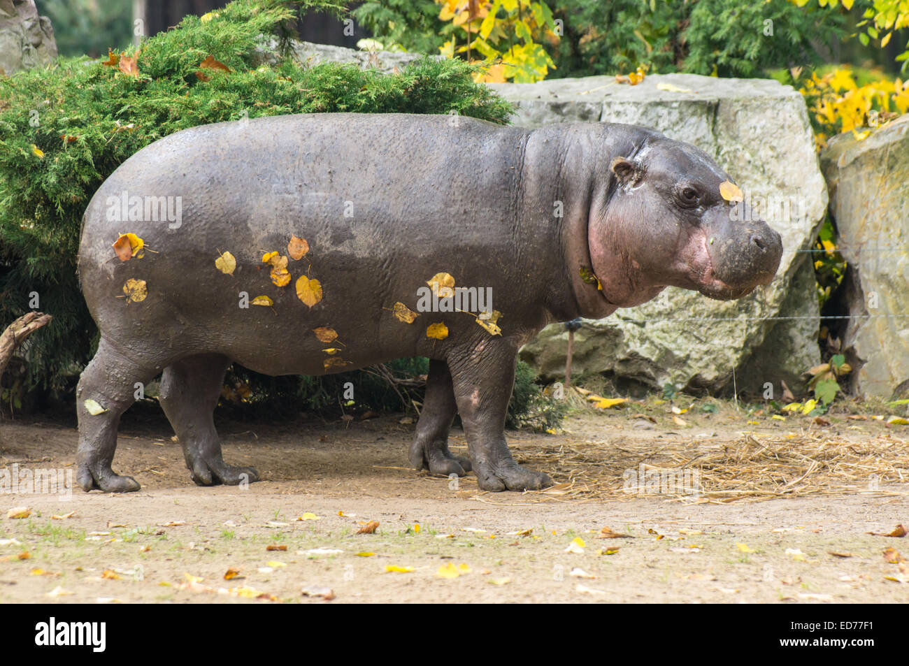 L'hippopotame pygmée au Zoo, Plock Pologne Banque D'Images