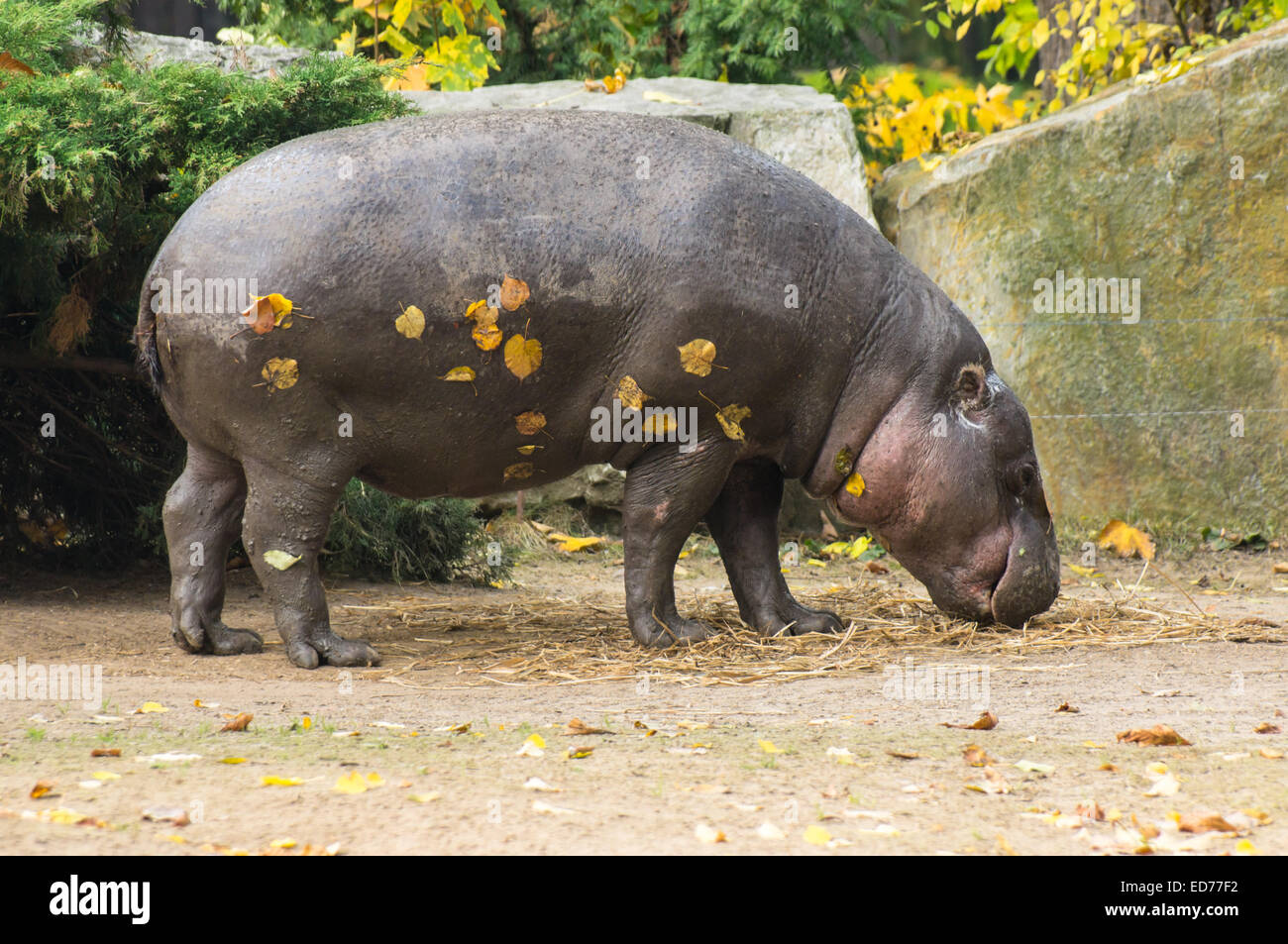 L'hippopotame pygmée au Zoo, Plock Pologne Banque D'Images