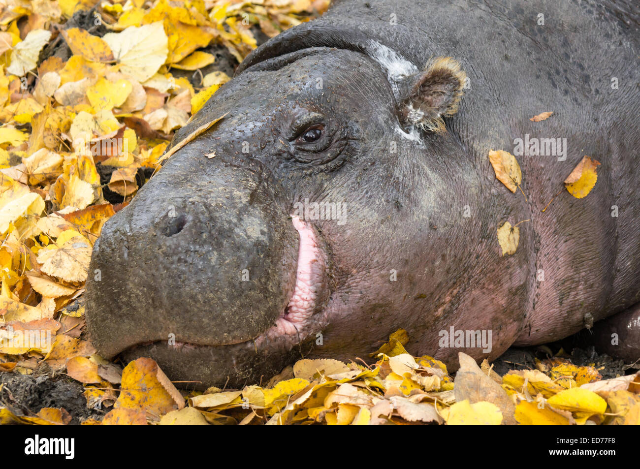 gros plan sur l'hippopotame pygmée au repos Banque D'Images