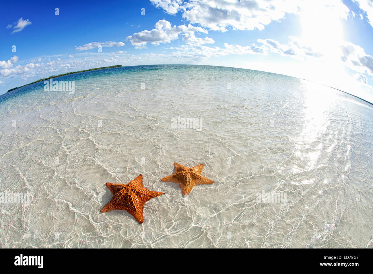 Starfish on tropical beach Banque D'Images