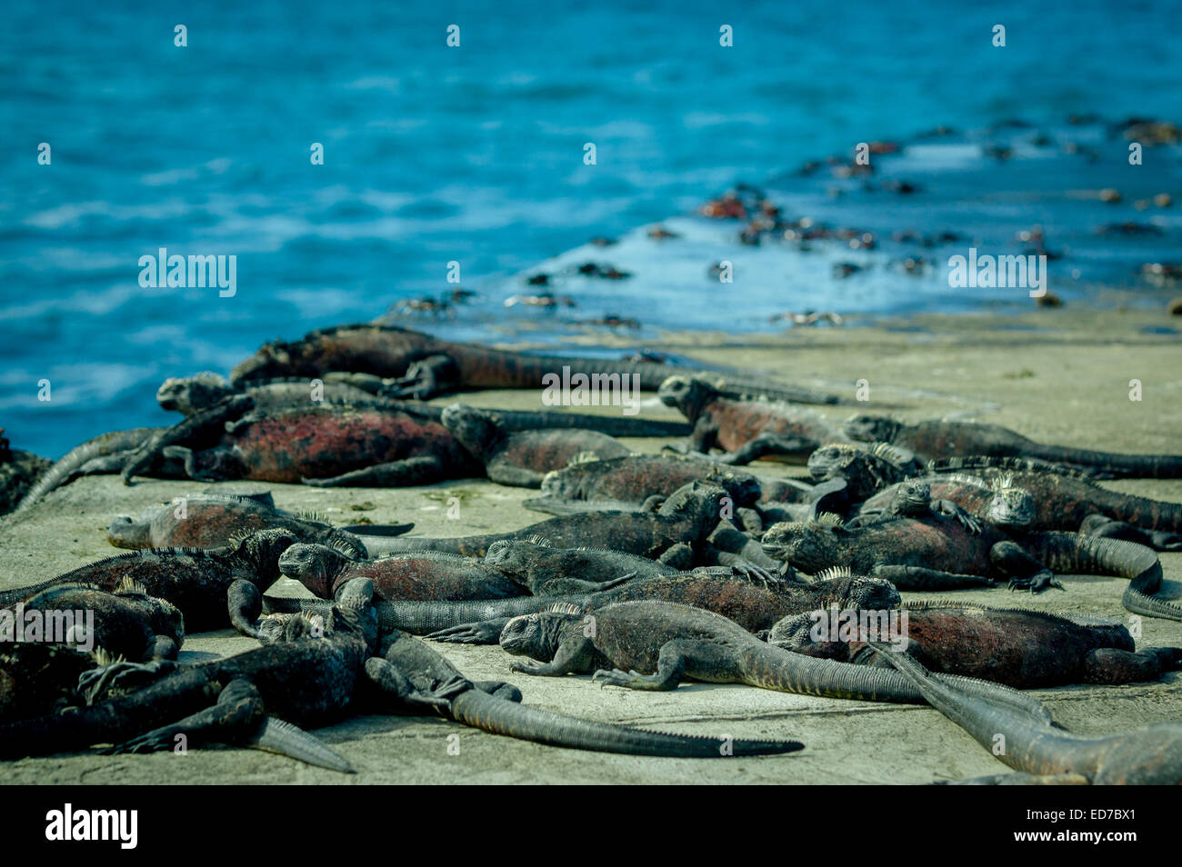 Des iguanes au soleil dans l'île de floreana galpagos Banque D'Images