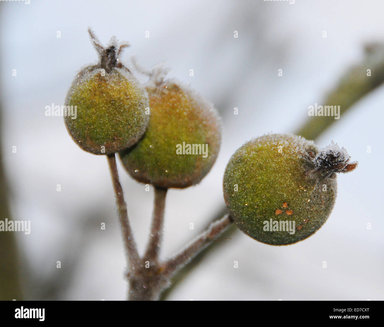 Sussex, UK. 30 Décembre, 2014. Le climat à l'envers dans le Royaume-Uni est à vomir quelque étrange curiosités - comme ces pommes qui poussent sur un arbre dans le Sussex. Gelée à la veille du Nouvel An qu'ils sont peu susceptibles de produire une récolte exceptionnelle. Banque D'Images