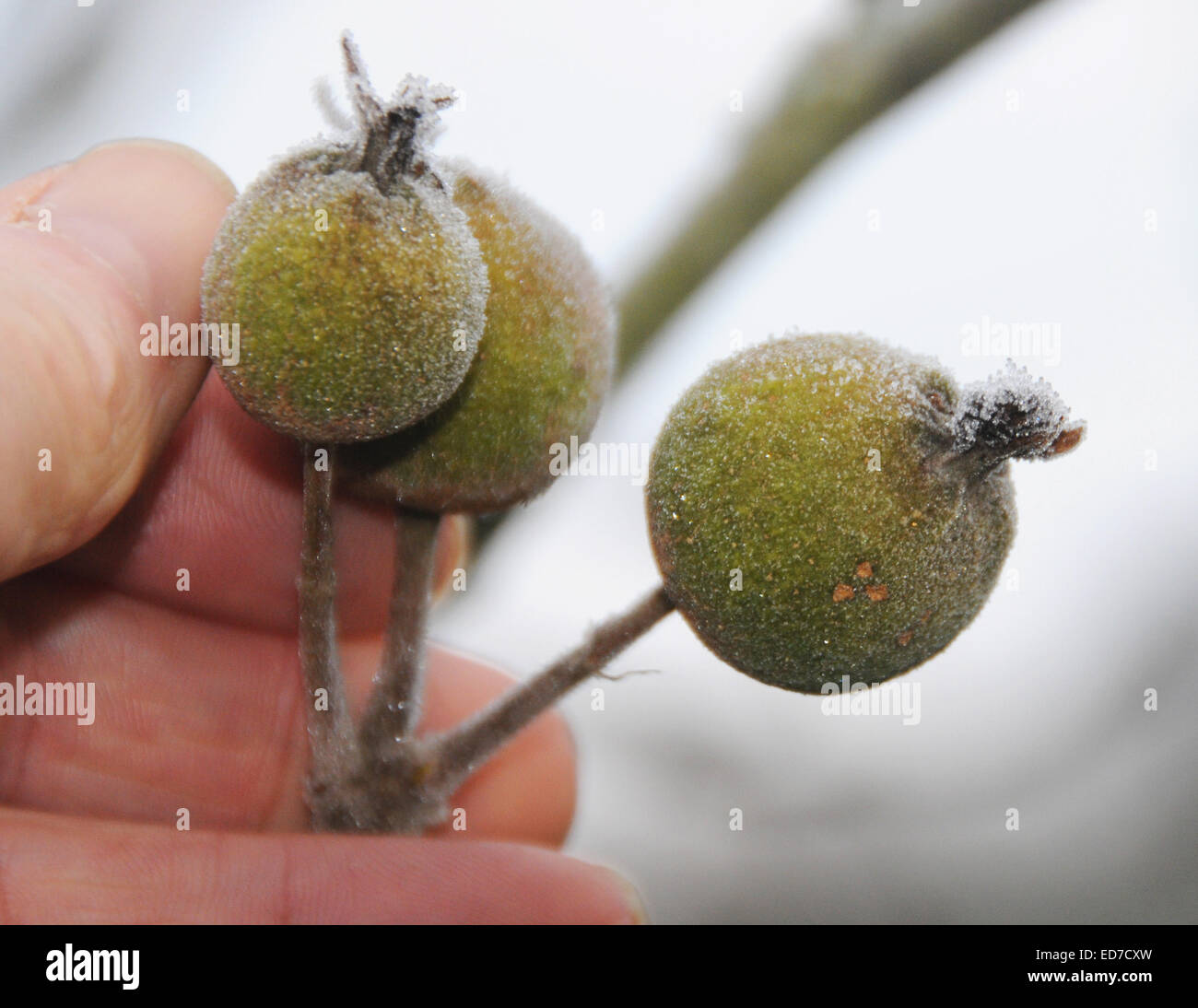 Sussex, UK. 30 Décembre, 2014. Le climat à l'envers dans le Royaume-Uni est à vomir quelque étrange curiosités - comme ces pommes qui poussent sur un arbre dans le Sussex. Gelée à la veille du Nouvel An qu'ils sont peu susceptibles de produire une récolte exceptionnelle. Banque D'Images