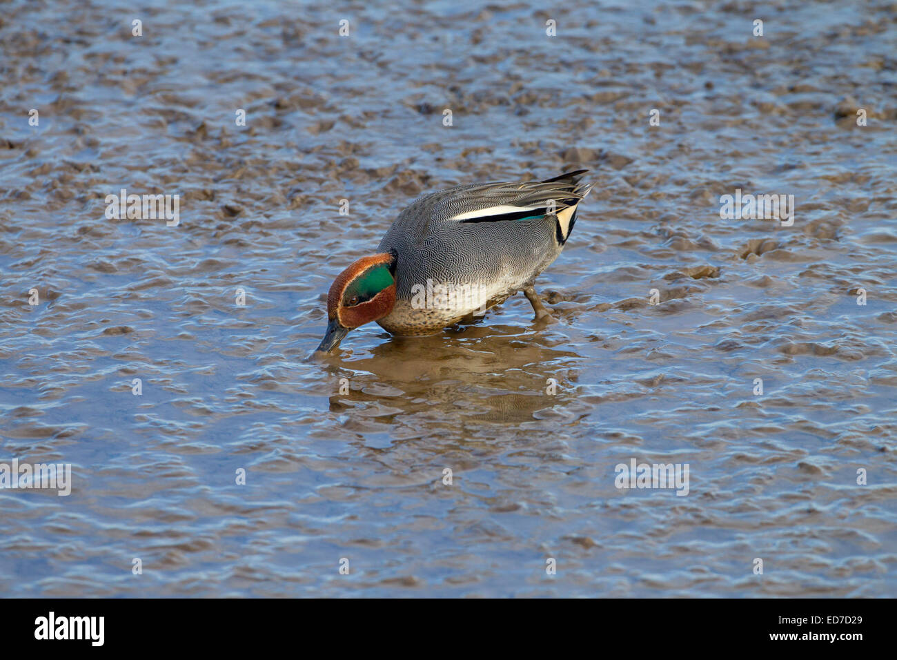 Teal Anas crecca homme se nourrissant sur les vasières Décembre à Titchwell RSPB Réserver Banque D'Images