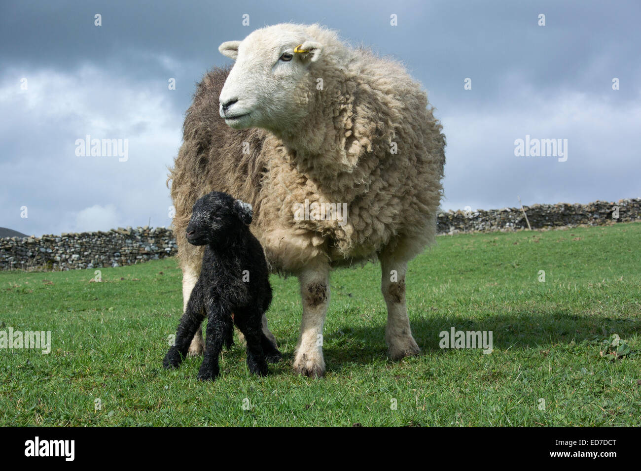 Ewwe Herdwick avec les jeunes de l'agneau, Cumbria, Royaume-Uni. Banque D'Images