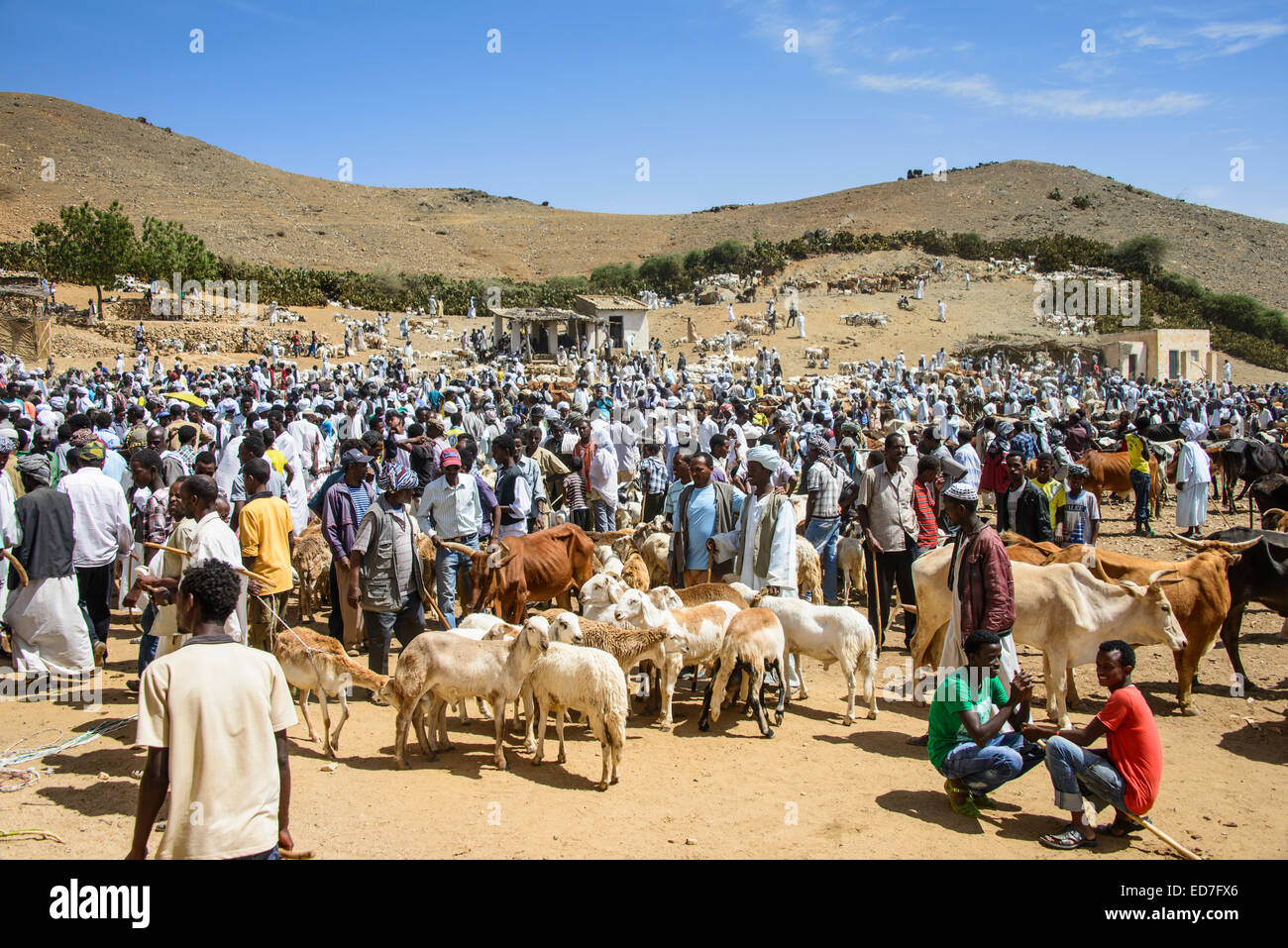 Le marché des animaux lundi de Keren, en Érythrée Banque D'Images