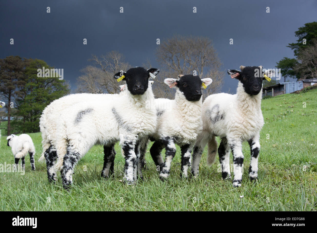 Swaledale agneaux jouant dans champ, Cumbria, Royaume-Uni Banque D'Images