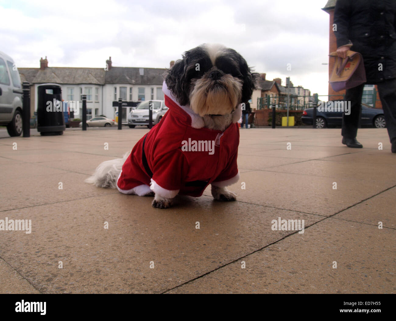 Petit chien dans un Santa costume, Bude, Cornwall, UK Banque D'Images