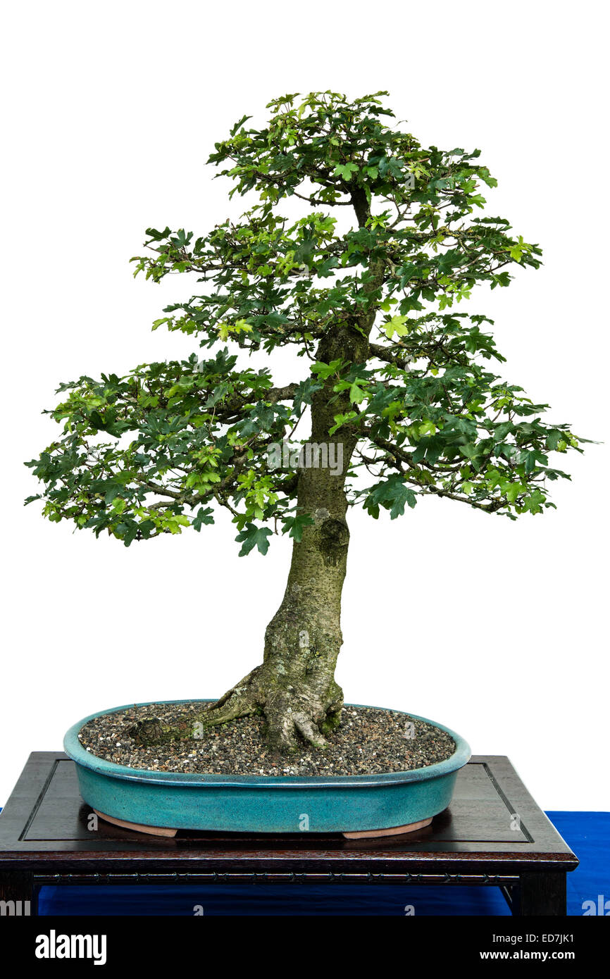 érable champêtre bonsaï acer campestre Banque de photographies et d'images  à haute résolution - Alamy