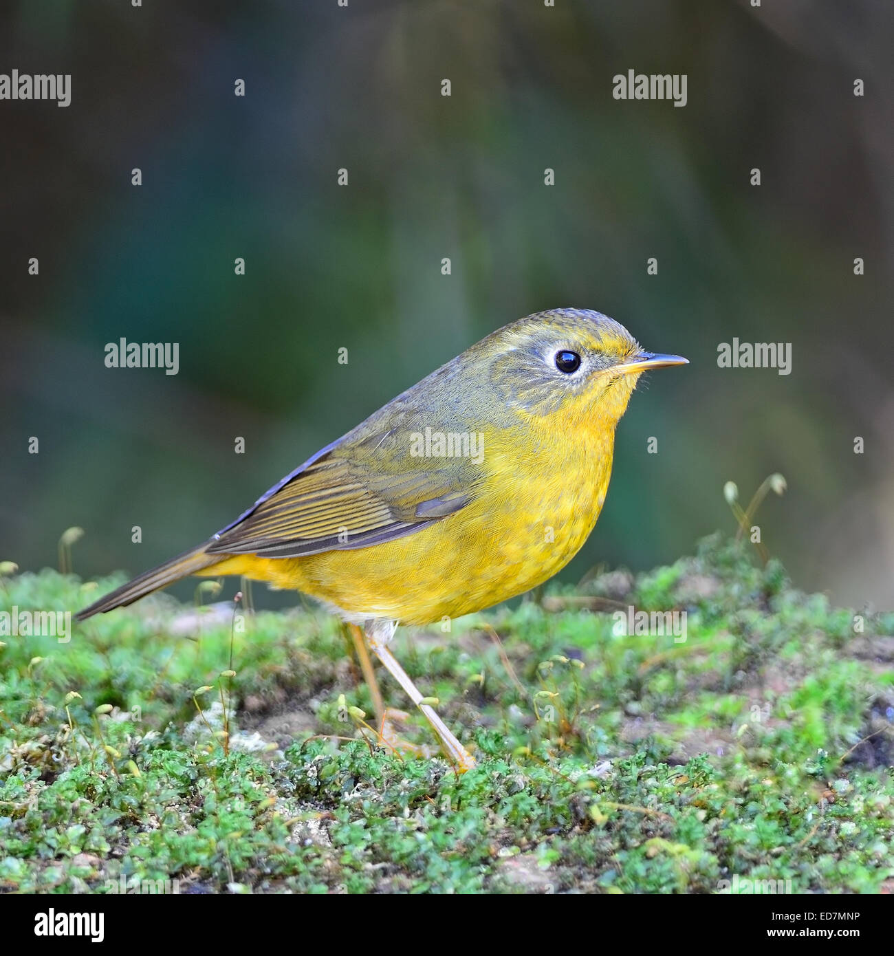 Bel oiseau jaune, Golden femelle Tarsiger Robin Bush (chrysaeus), debout sur une branche, portrait Banque D'Images