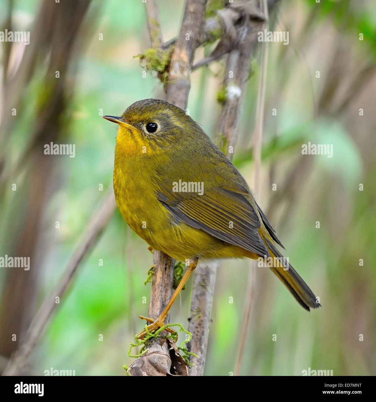Bel oiseau jaune, Golden femelle Tarsiger Robin Bush (chrysaeus), debout sur une branche, portrait Banque D'Images