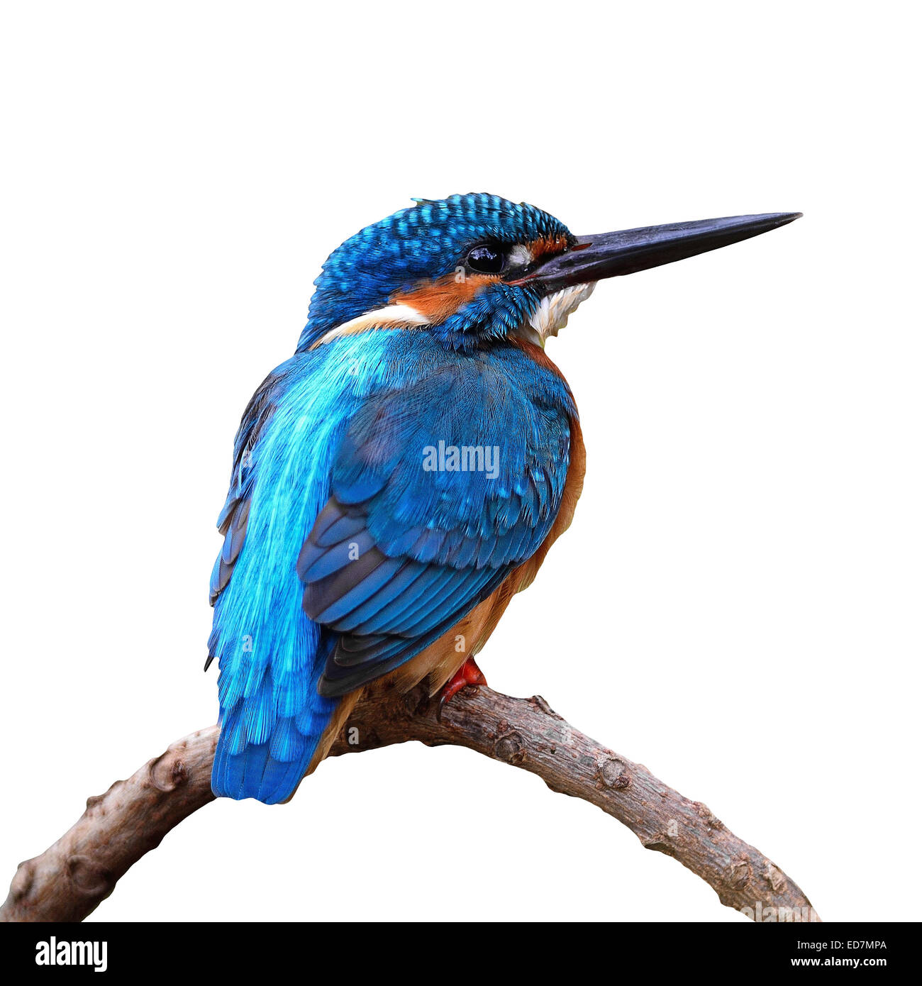 Belle blue bird, Kingfisher Kingfisher (Alcedo commun mâle atthis), assis sur une branche, isolé sur fond blanc Banque D'Images