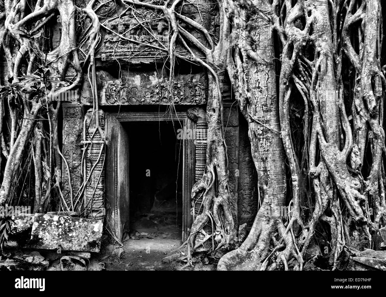 Porte au temple Ta Prohm envahi par les racines des arbres à l'Étrangleur Fig Angkor, Cambodge Banque D'Images