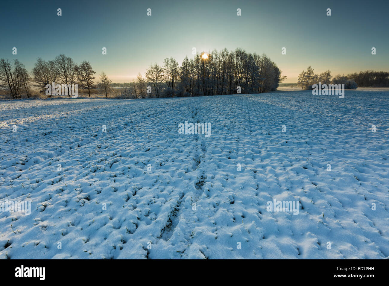 Champ d'hiver paysage en Pologne Banque D'Images