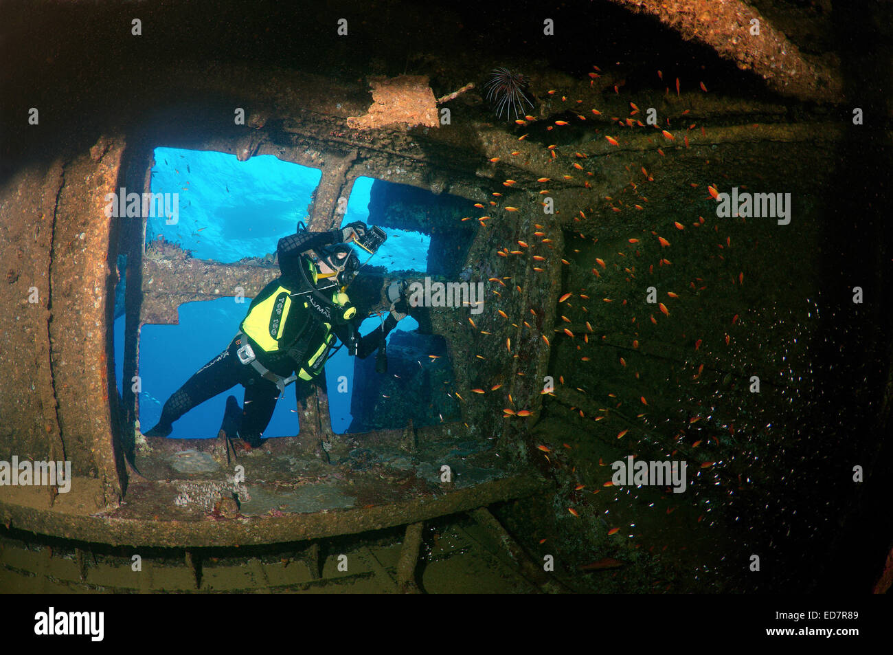 Le moteur de recherche plongeur prix wreckship Gianis D. Mer Rouge, Sharm El Sheikh, Egypte Banque D'Images