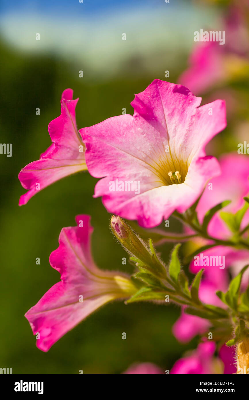 Les pétunias roses floraison dans le jardin d'accueil. Banque D'Images
