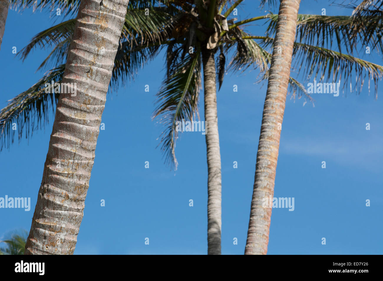 En Mélanésie, la Papouasie-Nouvelle-Guinée, de la mer de Bismarck, l'île de Tuam. Détail de palm tree trunks avec ciel bleu. Banque D'Images