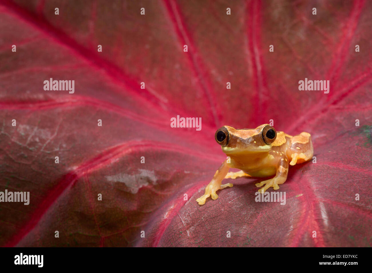 Sablier jaune grenouille sur une feuille rouge Banque D'Images