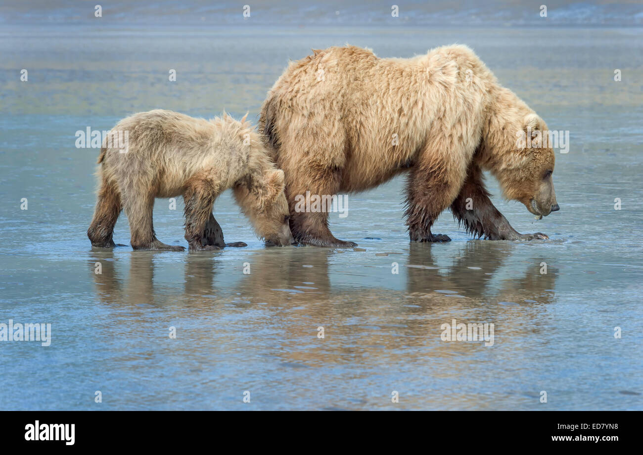 Brown Bear sow et cub récolte des myes sur des vasières Banque D'Images
