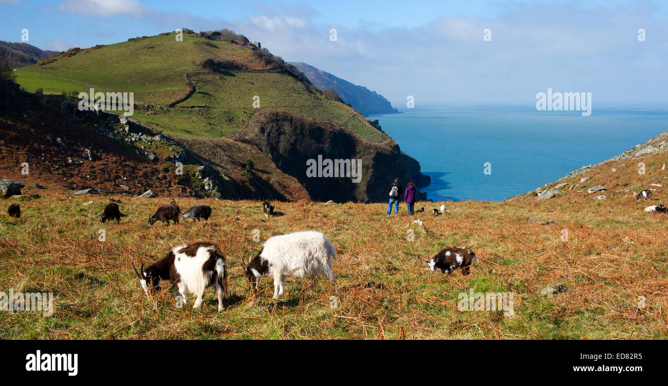 Les chèvres sauvages et les marcheurs, la Vallée des Roches, Lynton, Devon, Angleterre, Royaume-Uni. Banque D'Images