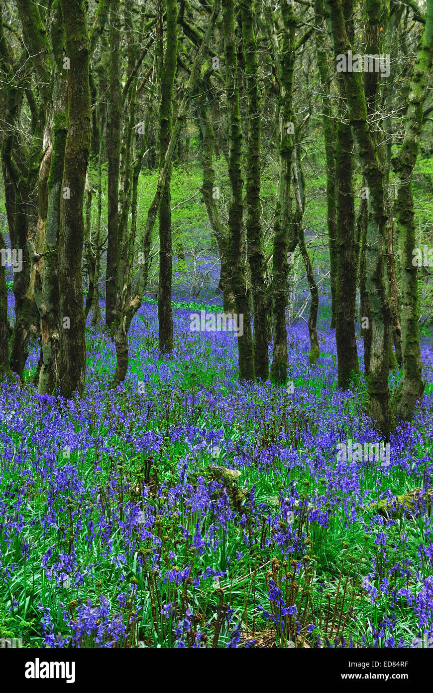 "Le bois Bluebell Stubbs' Dorset, UK Banque D'Images