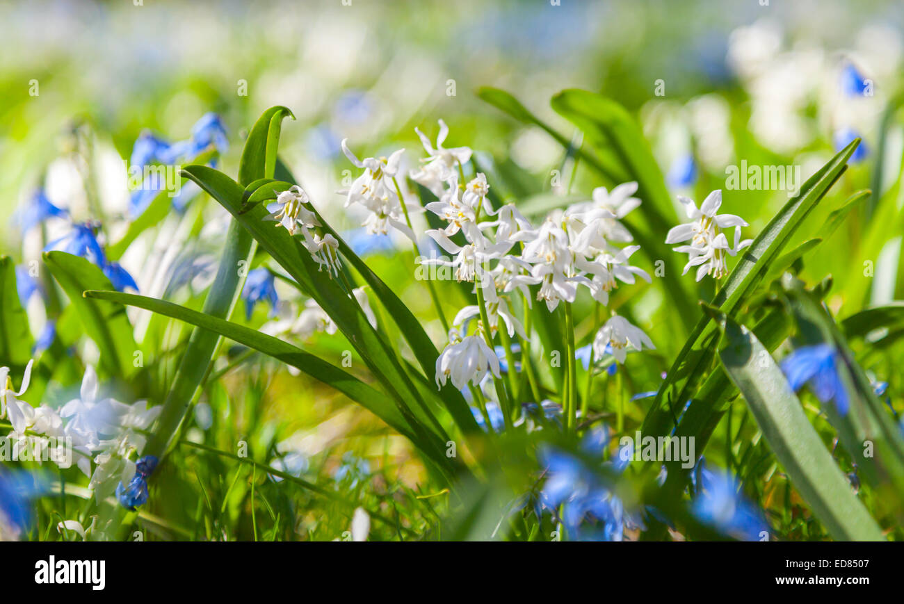Scilla sibirica. Fleurs de Printemps Bleu et blanc. Macro photo, selective focus Banque D'Images Scilla sibirica. Fleurs de Printemps Bleu et blanc. Macro photo, selective focus Banque D'Images