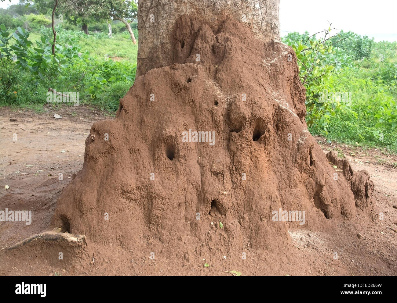 Termitière, nichent dans le parc national de Yala, au Sri Lanka, Province du Sud, l'Asie. Banque D'Images