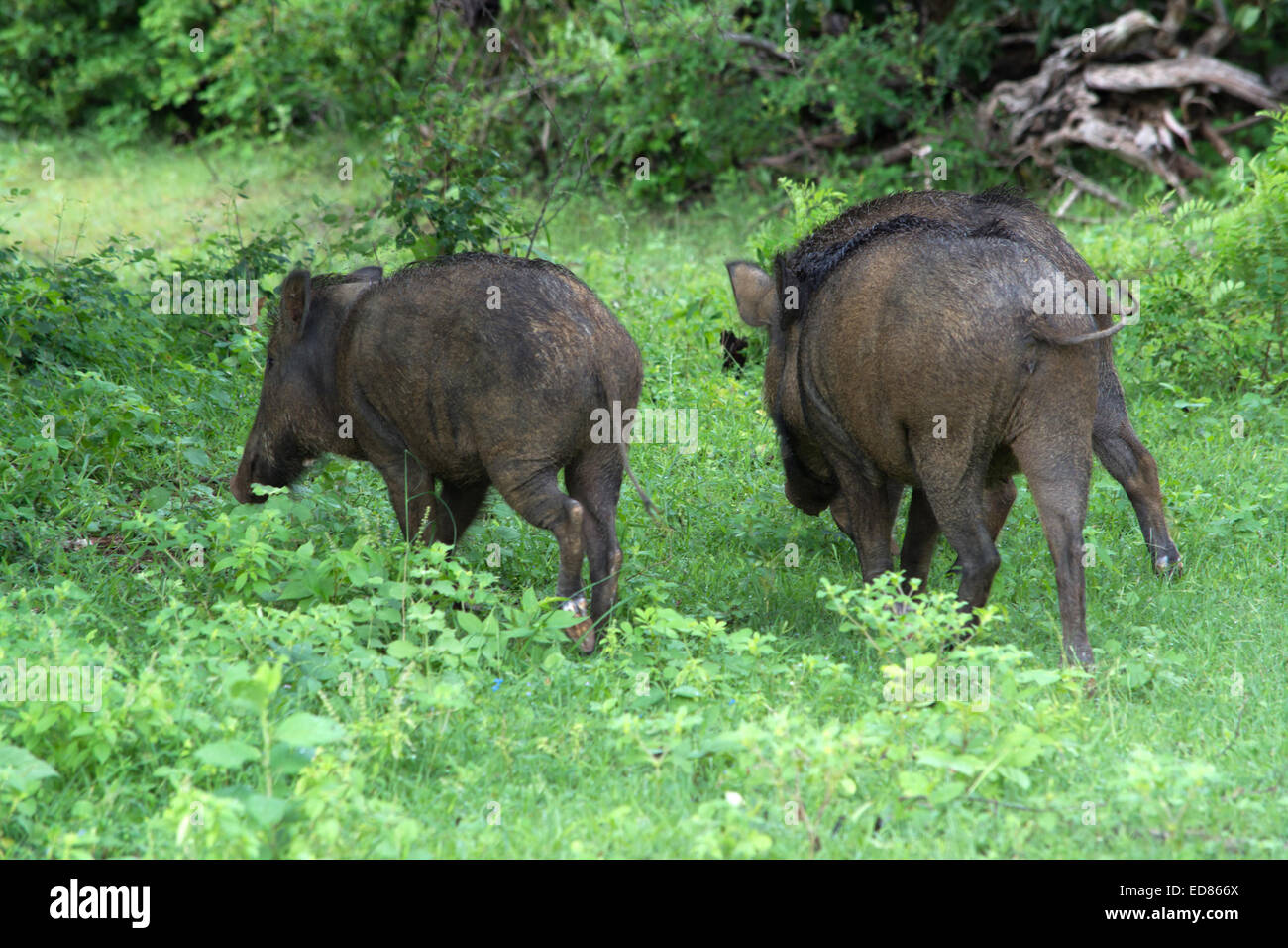 Les sangliers sauvages dans la jungle dans le parc national de Yala, au Sri Lanka, Province du Sud, l'Asie. Banque D'Images