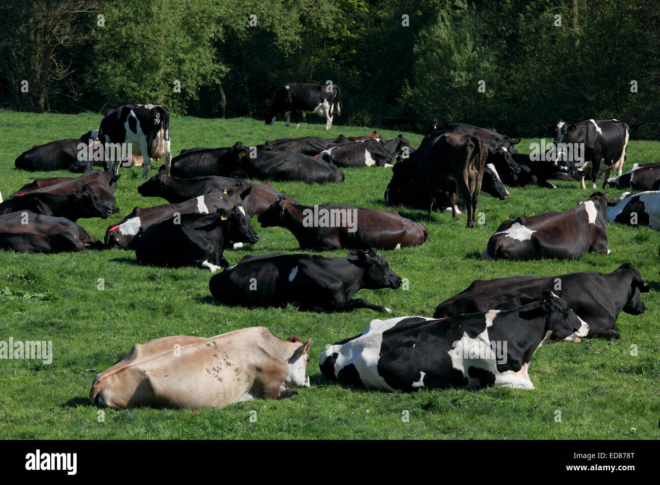 Le bétail se trouvant dans un champ à Tyrley, Market Drayton Banque D'Images