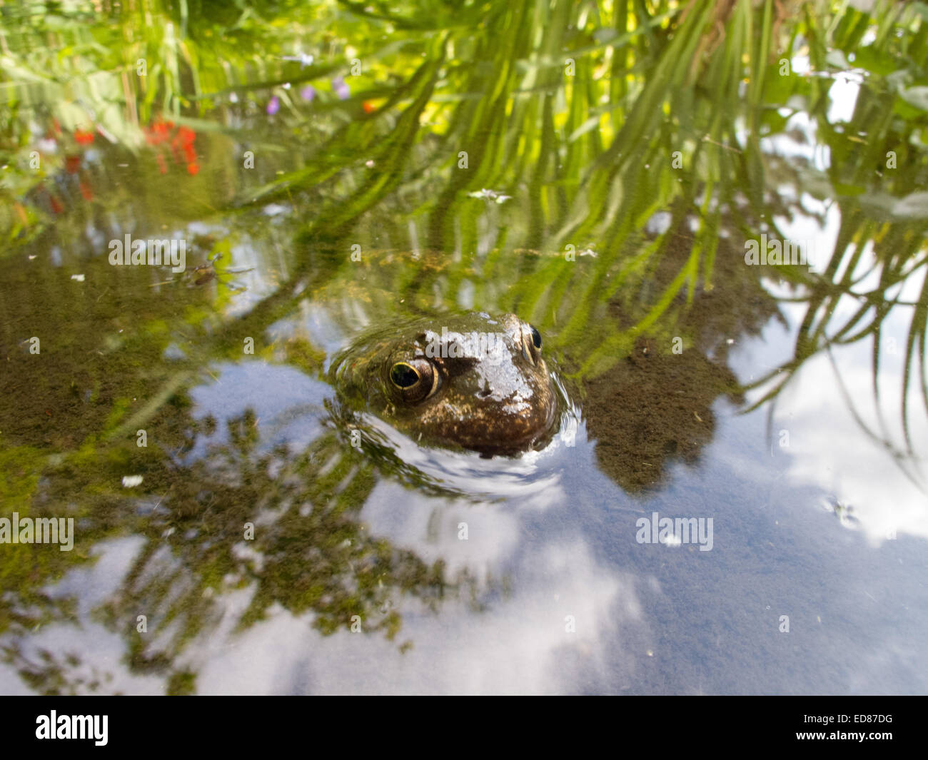 Une grenouille presque complètement submereged dans un étang de jardin. Banque D'Images