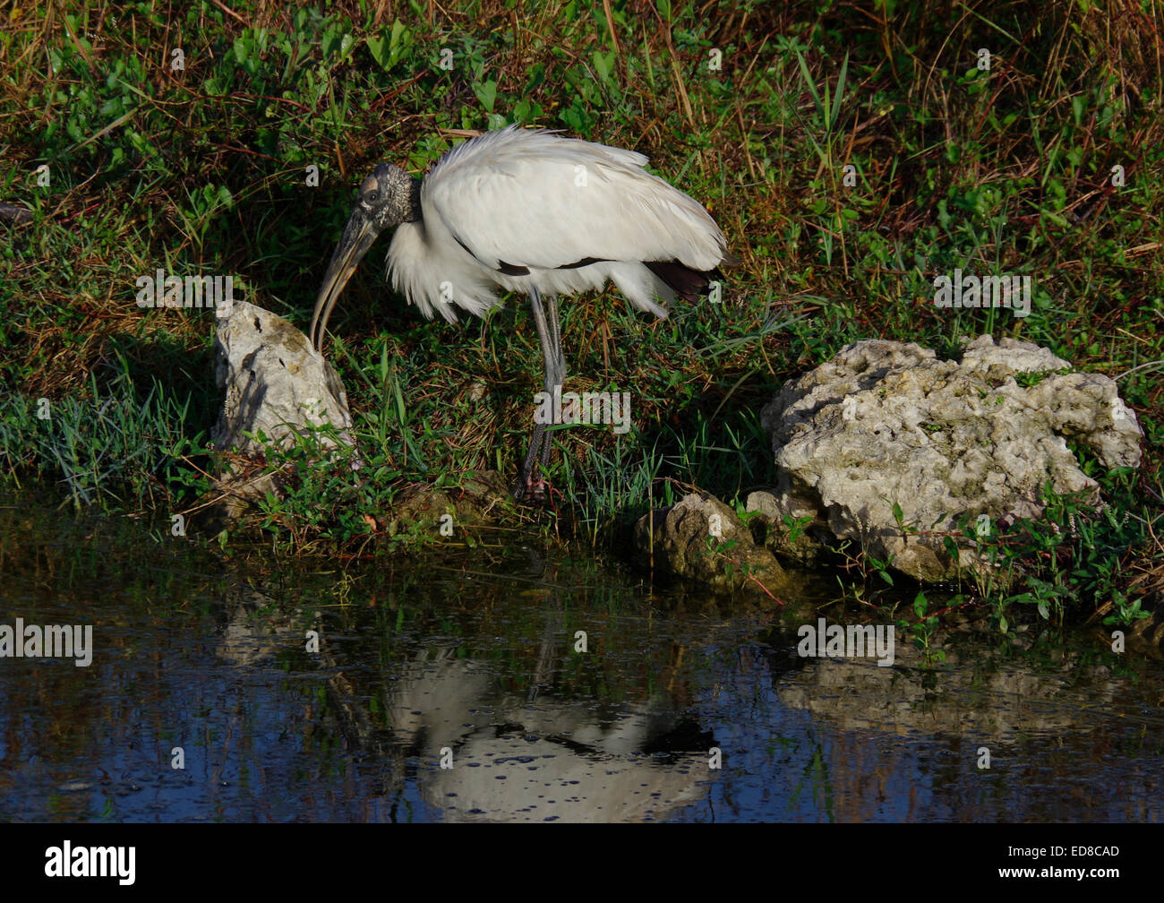 Cigogne en bois Big Cypress Swamp Banque D'Images Cigogne en bois Big Cypress Swamp Banque D'Images