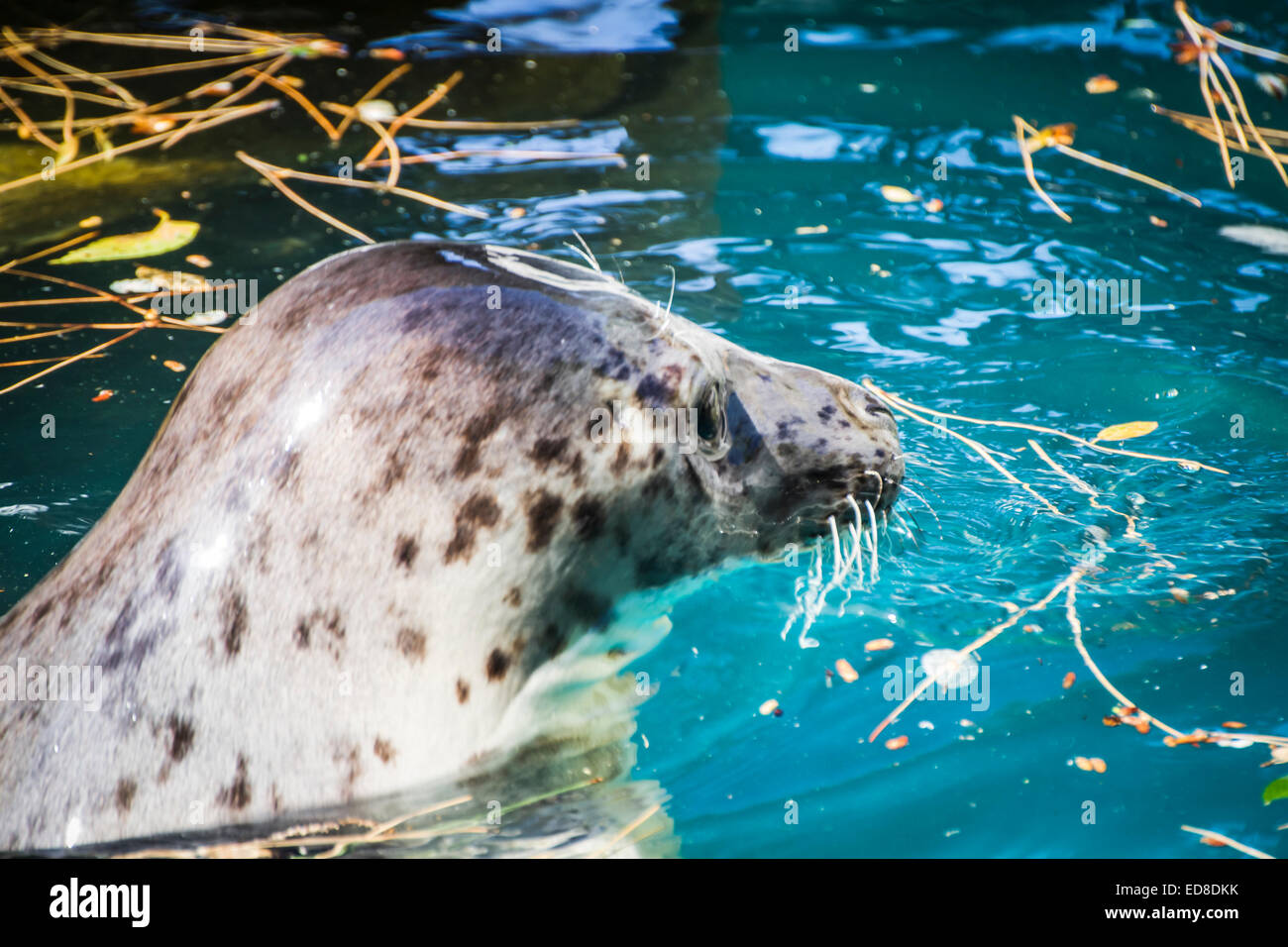 Seal se reposant dans le soleil dans l'eau Banque D'Images