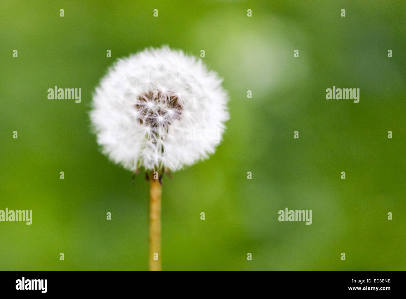 Dandelion horloge grain-tête isolée sur fond vert, mise au point sélective, copyspace. Concepts temps, délicat, printemps, fragilité Banque D'Images