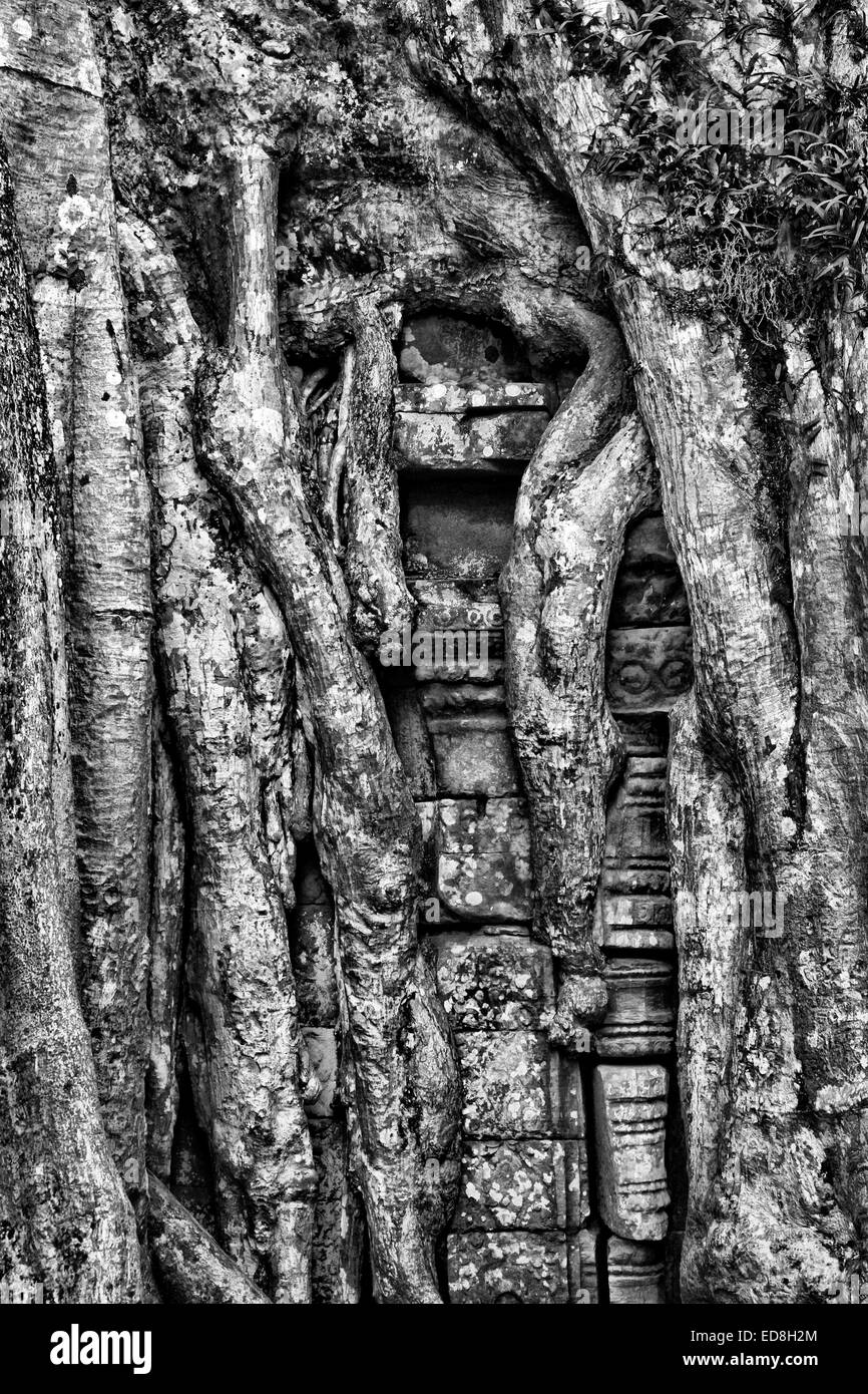 Temple Ta Prohm envahi par les racines des arbres à l'Étrangleur Fig Angkor, Cambodge Banque D'Images
