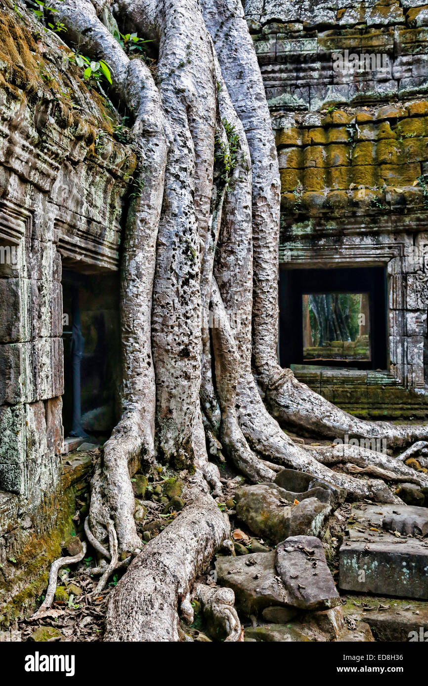 Temple Ta Prohm envahi par les racines des arbres à l'Étrangleur Fig Angkor, Cambodge Banque D'Images