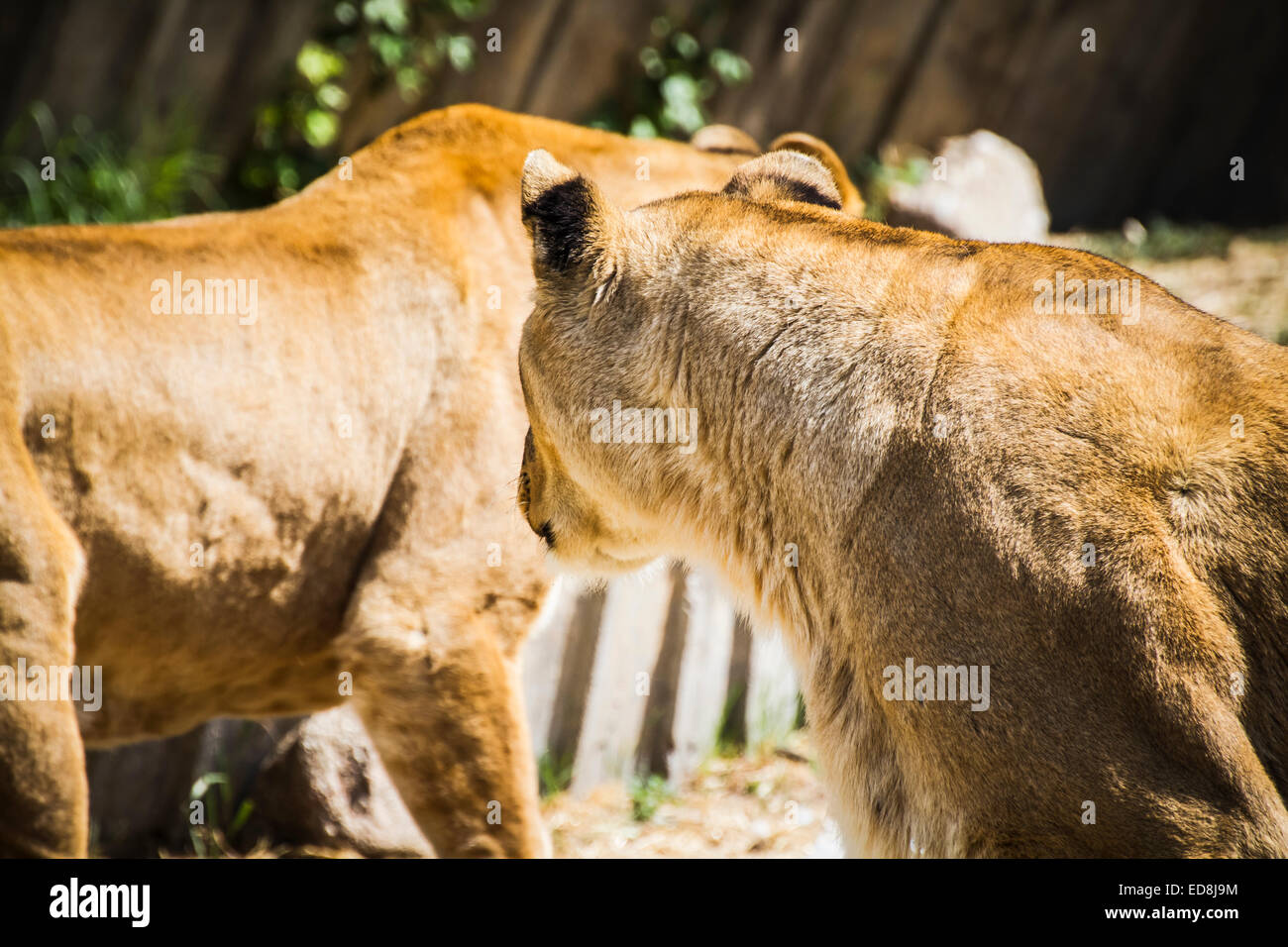 Lionne dans un zoo park Banque D'Images