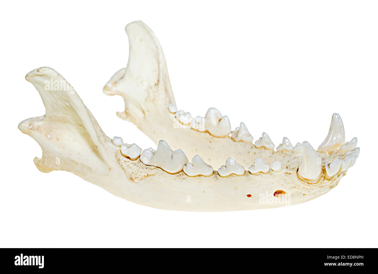 Crâne de chien mandibule, mâchoire inférieure montrant les dents Banque D'Images