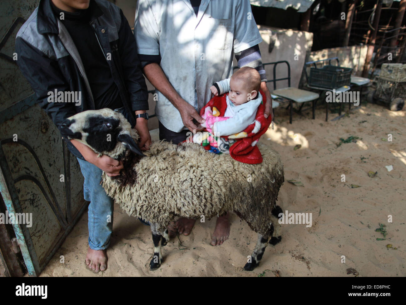 La bande de Gaza. 1er janvier 2015. Un bébé est mis sur un mouton dans un trimestre au nord de la bande de Gaza ville de Beit Lahiya au 1er janvier 2015. Les statistiques récentes de la Fédération générale palestinienne des syndicats (PGFTU) ont révélé que le taux de chômage à Gaza s'élève à 200 000 personnes. Al-Amasi sami, le président de la PGFTU à Gaza, a déclaré ce qui représente une augmentation de 30 000 personne depuis avant la dernière guerre avec Israël, une situation qui est "le pire dans dix ans. © Wissam Nassar/Xinhua/Alamy Live News Banque D'Images