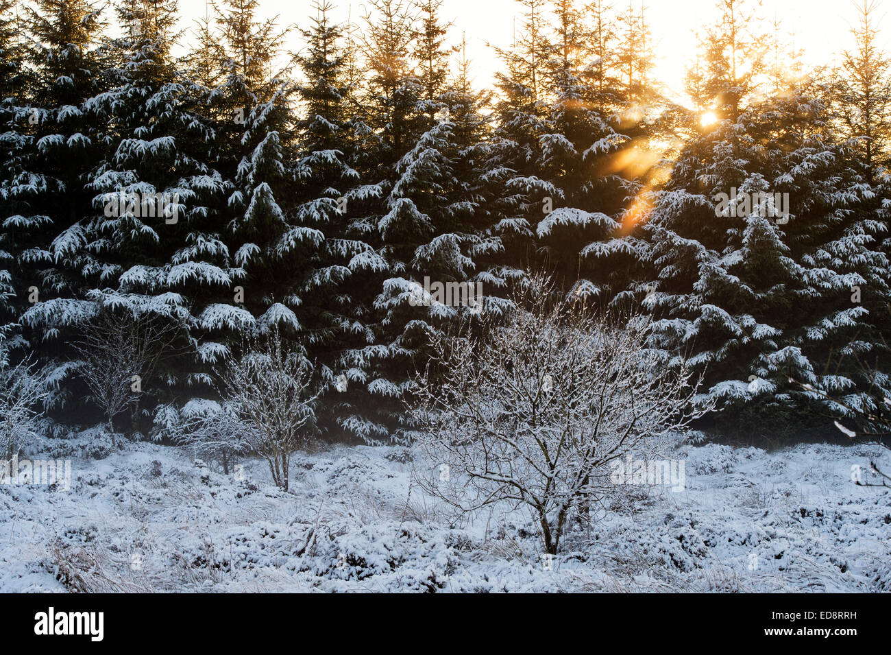 Soleil de l'après-midi dans la neige couvert d'épinettes en Ecosse Banque D'Images