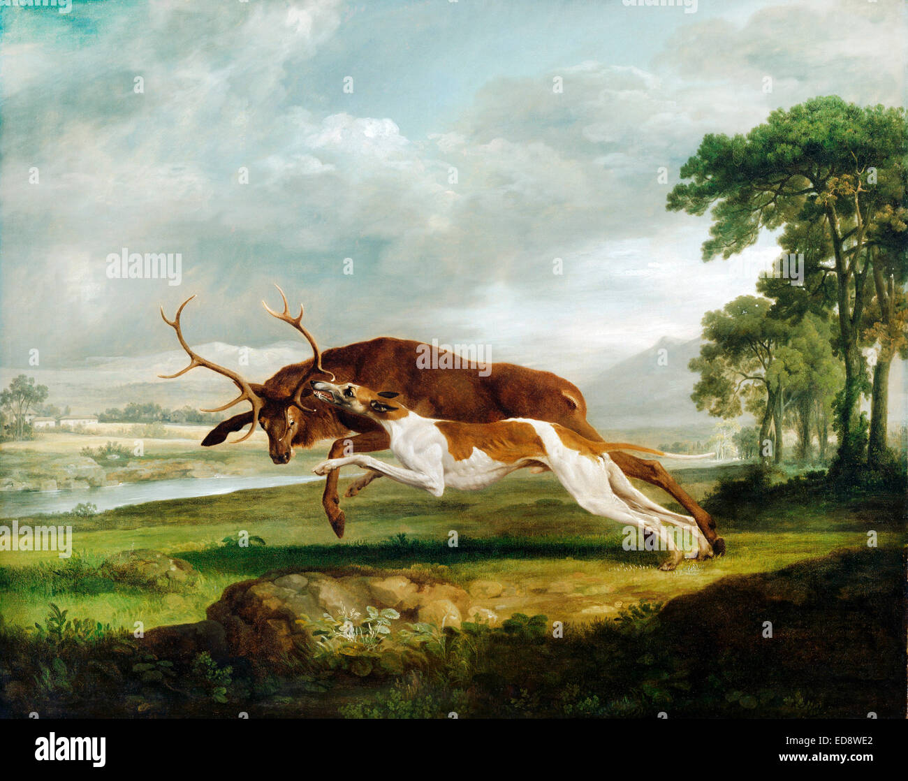 George Stubbs, Hound coulant un cerf. Circa 1762. Huile sur toile. Philadelphia Museum of Art, USA. Banque D'Images