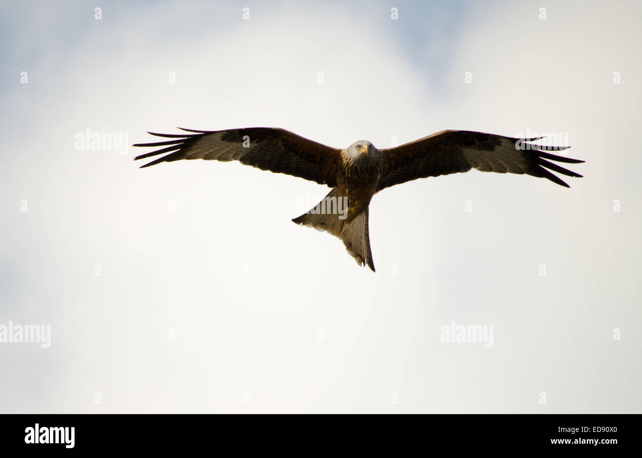 Vol de cerf-volant rouge Banque D'Images